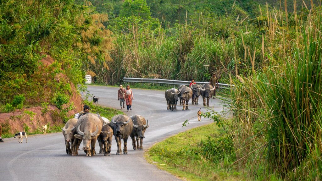 BUFFALO THAKHEK Laos