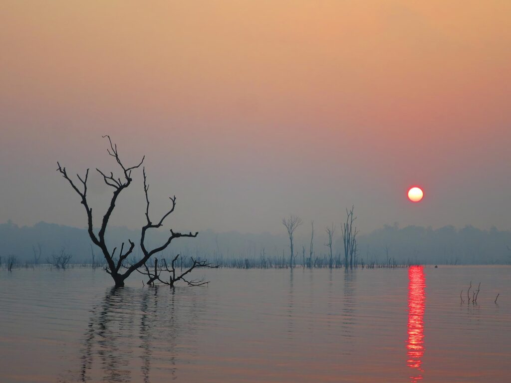 THALANG-DEAD-TREES