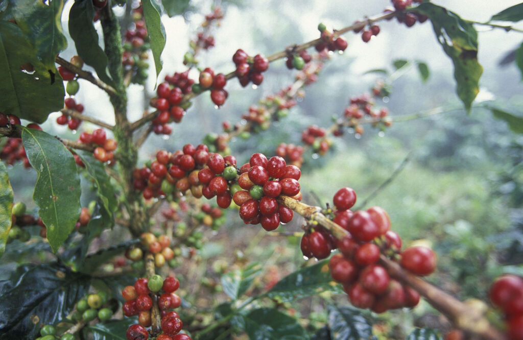 Coffee plant in Laos