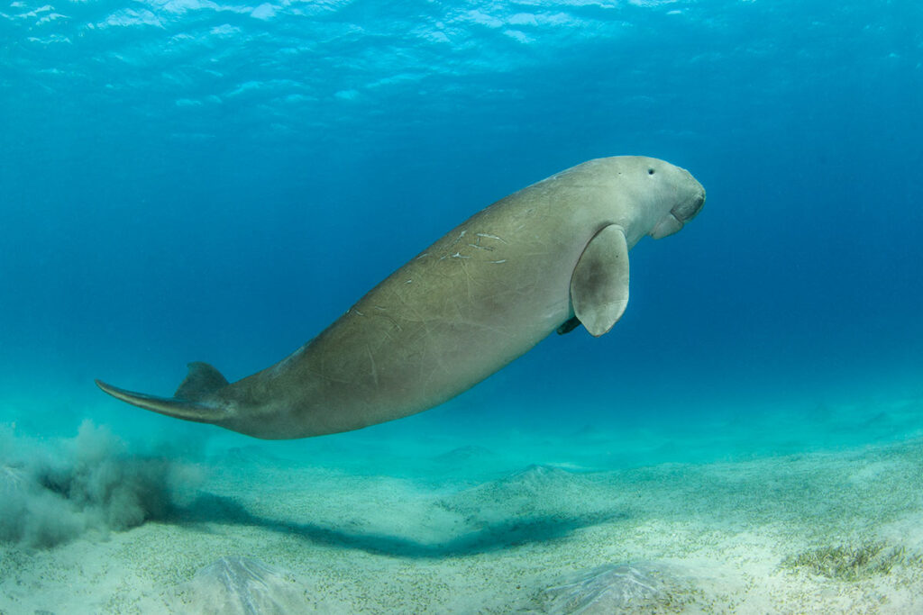 A dugong, found in Thai waters